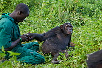 Rescued chimpanzees (Pan troglodytes) being groomed by Rodney Lemata (Caretaker) Ngamba Island Chimpanzee Sanctuary, Uganda, Africa. Captive, June 2009. model released