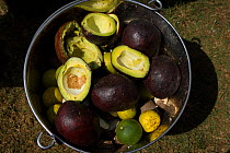 Avocado pears and other fruit prepared to feed rescued Chimpanzees (Pan troglodytes) Ngamba Island Chimpanzee Sanctuary, Uganda, Africa. Captive, June 2009.