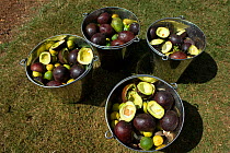 Avocado pears and other fruit prepared to feed rescued Chimpanzees (Pan troglodytes) Ngamba Island Chimpanzee Sanctuary, Uganda, Africa. Captive, June 2009.