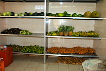 Fruit store for feeding to rescued Chimpanzees (Pan troglodytes) Ngamba Island Chimpanzee Sanctuary, Uganda, Africa. Captive, June 2009.