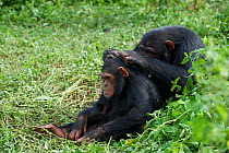 Sub-adult female chimpanzee (Pan troglodytes) named Ikuru, grooming an infant. Ikura is used as a surrogate within the infant integration programme. Ngamba Island Chimpanzee Sanctuary, Uganda, Africa....