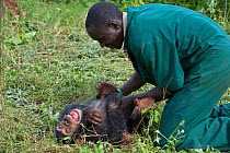 Rescued Chimpanzee (Pan troglodytes) called Leo playing with Rodney Lemata (Caretaker) Ngamba Island Chimpanzee Sanctuary, Uganda, Africa. Captive, June 2009. model released