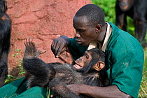 Rescued Chimpanzee (Pan troglodytes) called Leo playing and grooming with Rodney Lemata (Caretaker) Ngamba Island Chimpanzee Sanctuary, Uganda, Africa. Captive, June 2009. model released