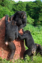 Rescued Chimpanzee (Pan troglodytes) learning how to use twigs as tools to fish honey out of holes in termite mound. Ngamba Island Chimpanzee Sanctuary, Uganda, Africa. Captive, June 2009. *Digitally...