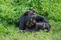 Rescued Chimpanzee infant (Pan troglodytes) called Afrika plays with sub-adult female chimp (Ikuru), who acts as a surrogate in the infant integration program to integrate new infants into established...