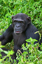 Sub-adult female chimpanzee (Pan troglodytes) called Ikuru, who acts as a surrogate in the infant integration program to integrate new infants into established groups. Ngamba Island Chimpanzee Sanctua...