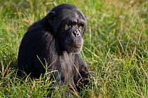 Rescued Chimpanzee (Pan troglodytes) sitting in grass, Ngamba Island Chimpanzee Sanctuary, Uganda, Africa. Captive, June 2009.