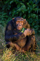 Rescued Chimpanzee (Pan troglodytes) feeding on foliage, Ngamba Island Chimpanzee Sanctuary, Uganda, Africa. Captive, June 2009.