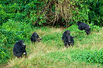 Rescued Chimpanzee group (Pan troglodytes) feeding on provided meal, Ngamba Island Chimpanzee Sanctuary, Uganda, Africa. Captive, June 2009.