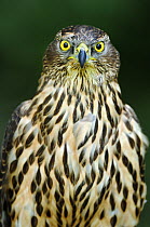 Head portrait of Gyrfalcon (Falco rusticolus) captive