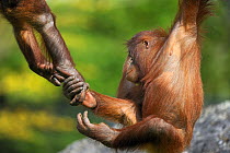 Young Orang-utans playing (Pongo pygmaeus) holding hands ,native to Borneo, captive.