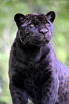 Head portrait of female Jaguar (Panthera onca) black melanic form, captive.