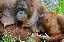 Portrait of female Orang-utan (Pongo pygmaeus)nursing her young, captive. Native to Borneo,