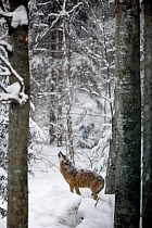 European grey wolf (Canis lupus) howling  in snow covered forest, captive. Bayerischerwald National Park, Germany.