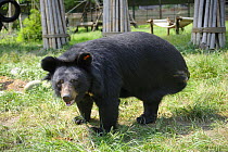 Asiatic black bear (Ursus thibetanus) with amputated hind limb, Chengdu rescue centre of the Animal Asia Foundation, Sichuan, China September 2008