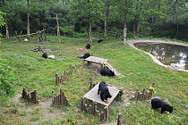 Group of Asiatic black bears playing (Ursus thibetanus) within an enclosure at the Chengdu rescue centre of the Animal Asia Foundation, Sichuan, China September 2008