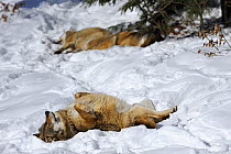 European grey wolves (Canis lupus) lying outstretched in snow, captive. Bayerischerwald National Park, Germany.