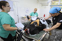 Asiatic black bear (Ursus thibetanus) undergoing surgery at Chengdu rescue centre of the Animal Asia Foundation, Sichuan, China September 2008