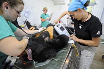 Asiatic black bear (Ursus thibetanus) undergoing surgery, Chengdu rescue centre of the Animal Asia Foundation, Sichuan, China September 2008