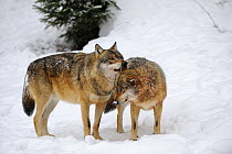 Two European grey wolves (Canis lupus) with blood stained fur, one licks the other. Bayerischerwald National Park, Germany.