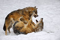 Two European grey wolves (Canis lupus) play fighting in snow, captive. Bayerischerwald National Park, Germany.