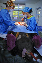 Asiatic black bear (Ursus thibetanus) undergoing surgery, Chengdu rescue centre of the Animal Asia Foundation, Sichuan, China September 2008