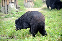 Asiatic black bear (Ursus thibetanus) with amputated limb, Chengdu rescue centre of the Animal Asia Foundation, Sichuan, China September 2008