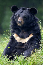 Portrait of Asiatic black bear (Ursus thibetanus) sitting, at the Chengdu rescue centre of the Animal Asia Foundation, Sichuan, China