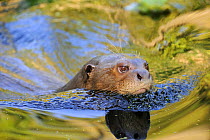 Head portrait of Giant otter (Pteronura brasiliensis) swimming, captive, from Pantanal, Brazil.