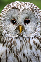Head portrait of Ural owl (Strix uralensis) captive, France