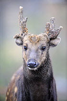 Head portrait of male Philippine spotted deer (Cervus alfredi) captive, UICN red list, Endangered