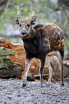 Portrait of male Philippine spotted deer (Cervus alfredi) captive, UICN red list, Endangered