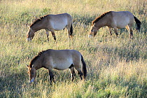 Herd of semi wild Przewalski horses grazing (Equus ferus przewalskii), Parc du Villaret, Causse Mejean, Lozere, France