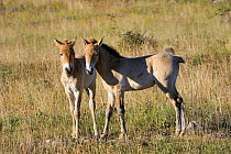 Two semi wild Przewalski foals (Equus ferus przewalskii), Parc du Villaret, Causse Mejean, Lozere, France