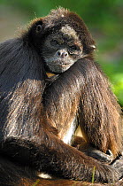 Portrait of Brown spider monkey (Ateles hybridus) sitting,  captive