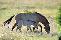 Female semi wild Przewalski horse (Equus ferus przewalski), and her foal, Parc du Villaret, Causse Mejean, Lozere, France