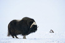Muskox (Ovibos moschatus) standing in profile, in snow, Banks Island, North West Territories, Canada