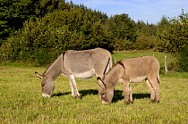 Female domestic donkey (Equus asinus) with foal grazing in field, France
