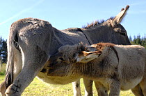 Female domestic donkey (Equus asinus) suckling  foal, France