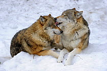 Two European grey wolves (Canis lupus) sitting in snow, one grooming the other. captive. Bayerischerwald National Park, Germany.