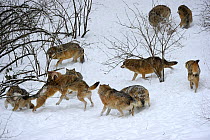 Pack of European grey wolves (Canis lupus) play-fighting,  Bayerischerwald National Park, Germany.