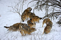 Pack of European grey wolves (Canis lupus) fighting in snow, captive. Bayerischerwald National Park, Germany.