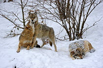 Pack of European grey wolves (Canis lupus) play-fighting, captive. Bayerischerwald National Park, Germany.