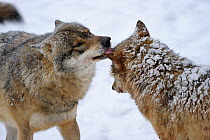 Two European grey wolves (Canis lupus) displaying social grooming behaviour, captive. Bayerischerwald National Park, Germany.