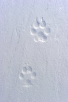 Footprint of Arctic wolf (Canis lupus arctos) Banks Island, North West Territories, Canada