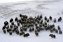 Aerial view of herd of Muskox (Ovibos moschtus) Banks Island, North West Territories, Canada