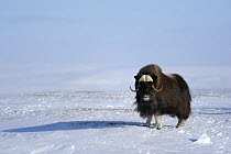 Muskox in snow (Ovibos moschatus) Banks Island, North West Territories, Canada
