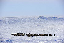 Herd of Muskox (Ovibos moschatus) Banks Island, North West Territories, Canada