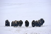 Small herd of muskox (Ovibos moschatus) Banks Island, North West Territories, Canada