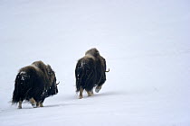 Two Muskox (Ovibos moschtus) running through snow, Banks Island, North West Territories, Canada